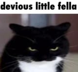 1743917725472332