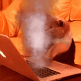 fast-cat-typing