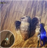 Moth