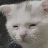But at what cost