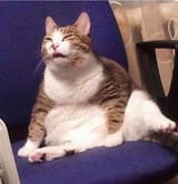 cat12