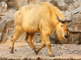 Takin_1427