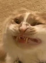 175235598633744683