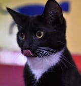mindlessblep