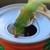 au ra licking soda