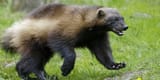 Most weasel