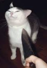 smug cat