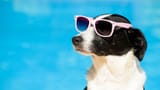cool summer dog