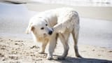 why-dogs-chase-tail