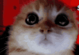 angycat