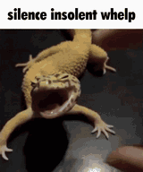 lizard-silence-insolent-whelp-discord-meme-shut-up