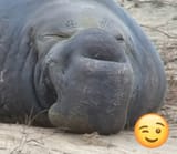 ugly bastard winks