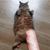 baguecat