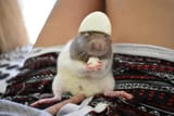 oy vey rat