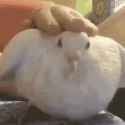 downy crake_thumb.jpg