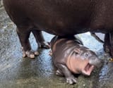 hippo bean crying