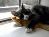 sun-funny-animals