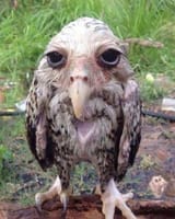 Drenched owl