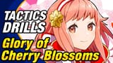Sakura - Glory of Cherry Blossoms