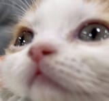 523