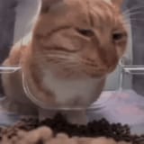 sus-suspicious