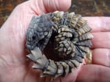 Armadillo-Girdled-Lizard-Baby-3130604621