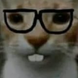 nerd cat