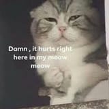 meowmeow