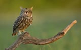 owlcat