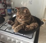 catinapan