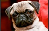 pug
