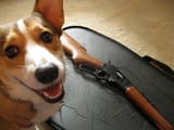 corgi hunt