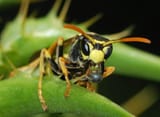 Wasp_March_2008-1