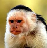 monkey