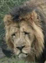 Sad Lion