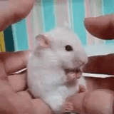rato