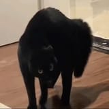GfDJ9SDXEAAVmP6