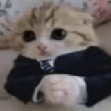 cat-based