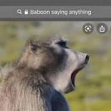 baboon saying anything
