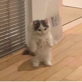 standing cat
