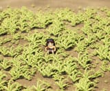 conan grass