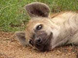 hyena laying dirt sigh