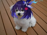 lap dogeele