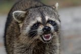 fierce-raccoon-close-up.jpg