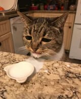 spilled milk