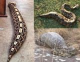 fat snek real