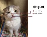 disgust