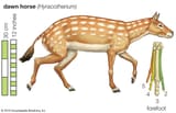 conception-artist-Eohippus-toe-bones-Hyracotherium-mammal