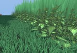 nettles2