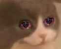 crycat